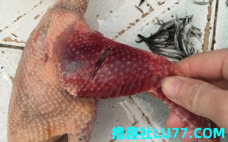 梦见杀鸽子见血 梦见杀鸽子见血