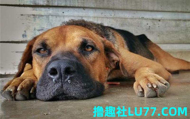 梦见妈妈打狗