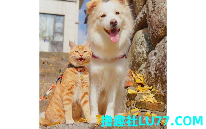 梦见七只猫 梦见七只猫