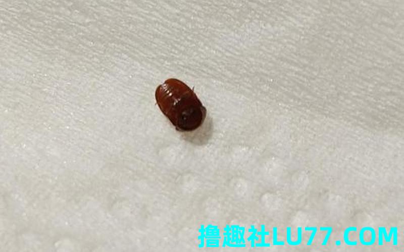 梦见被子虫