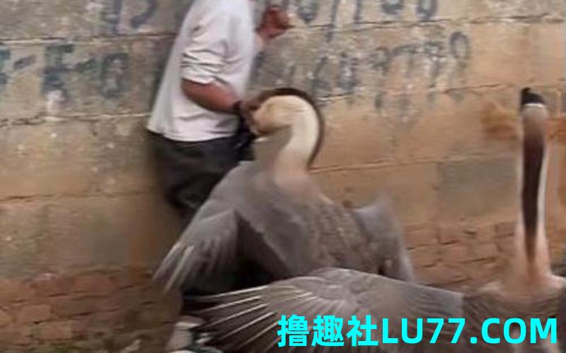 梦见鹅追