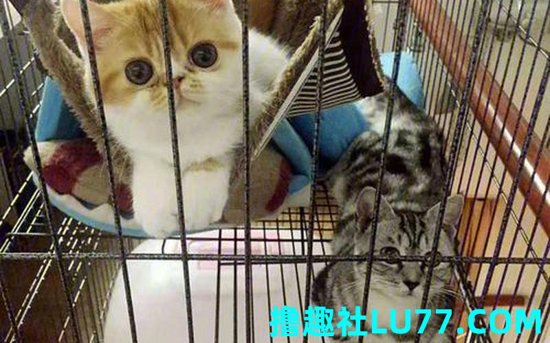 梦见有人杀猫