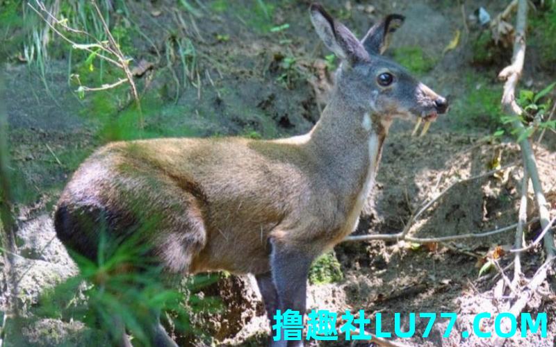 梦见獐