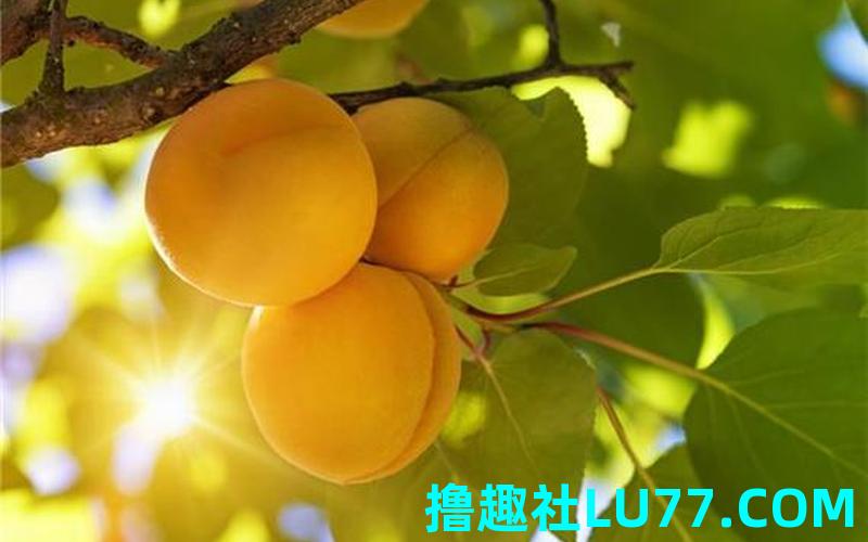 怀孕的人梦见杏