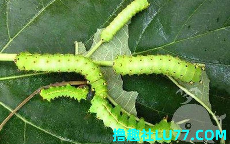 梦见蠶