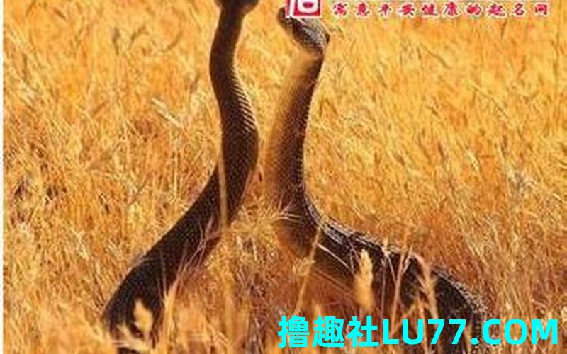 怀孕梦见很蛇打架是什么意思