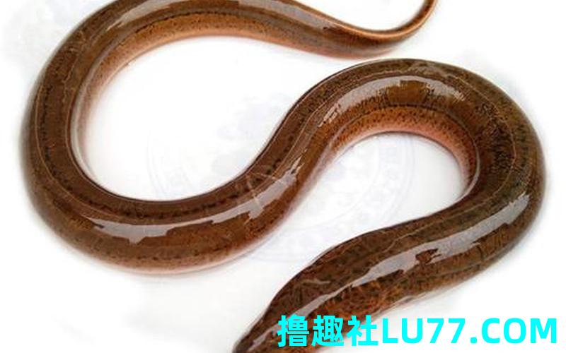 6梦见鳝鱼