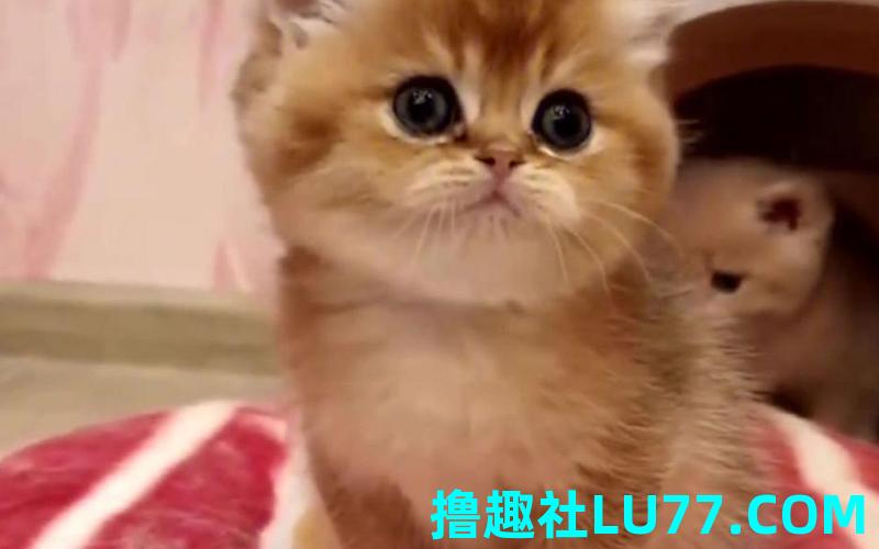 梦见猫畸形 梦见猫畸形
