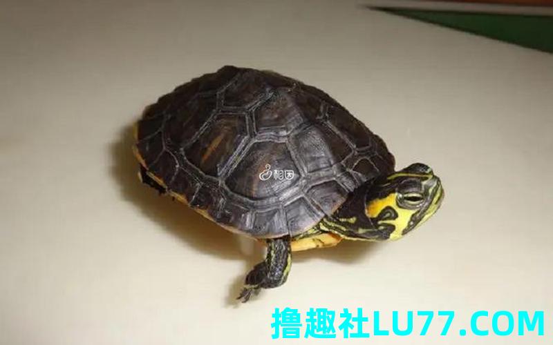 梦见乌龟活了 梦见乌龟活了