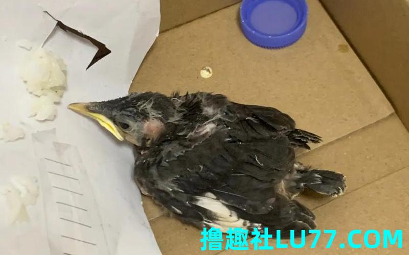 梦见被鸟砸中