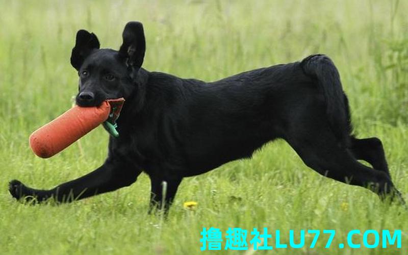 梦见黑色狗咬我 梦见黑色狗咬我