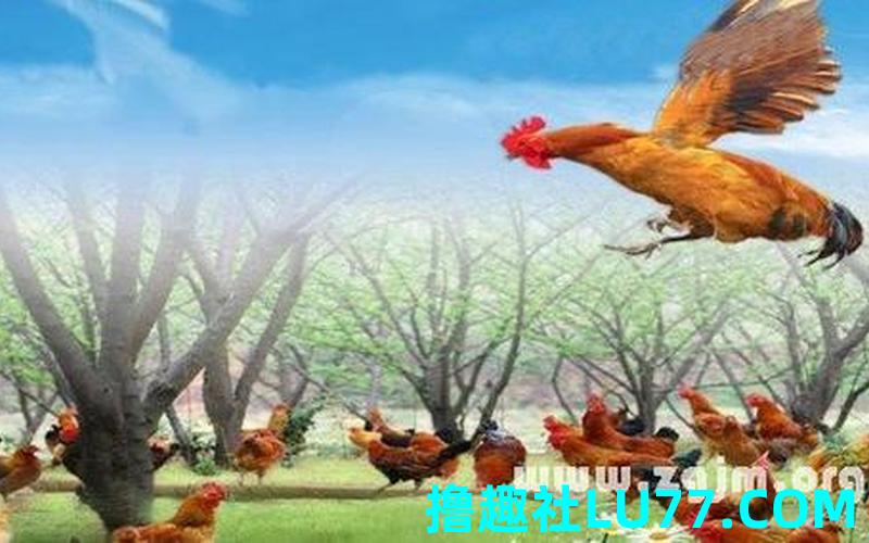 梦见鸡落在芭蕉树 梦见鸡落在芭蕉树