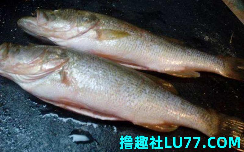 梦见鱼儿是什么意思 梦见鱼儿是什么意思