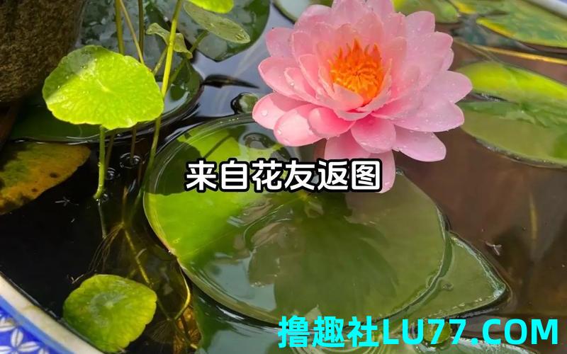 梦见种荷 梦见种荷