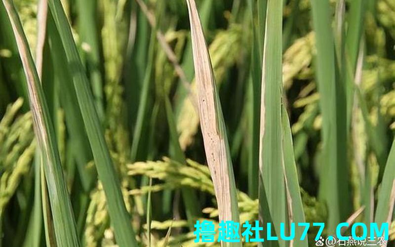 梦见秧发病了