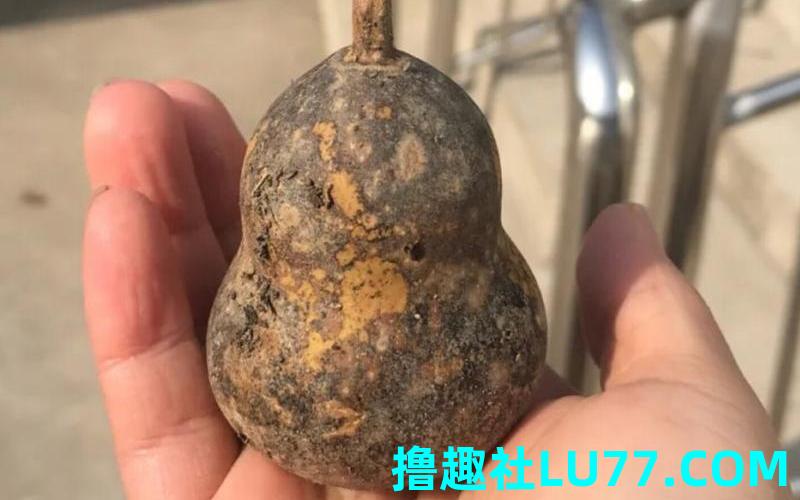 梦见葫芦发黑