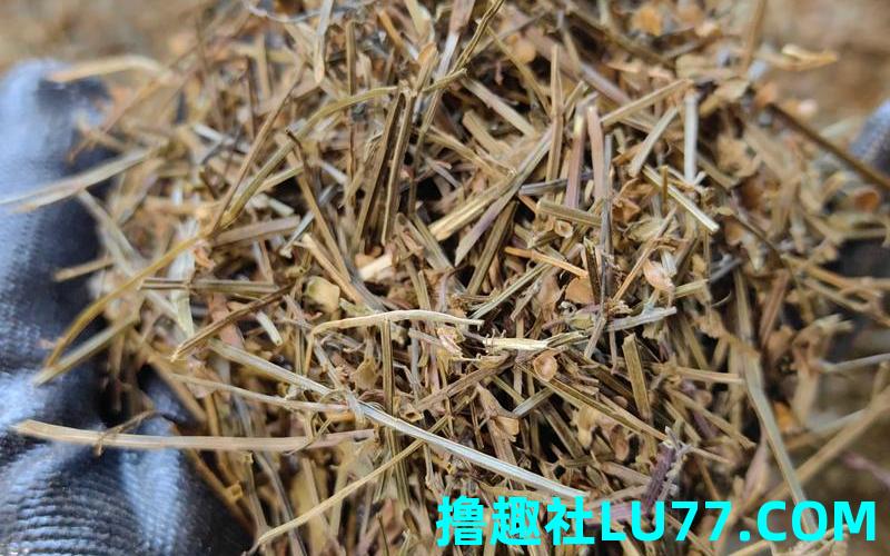 梦见猜中药 梦见猜中药