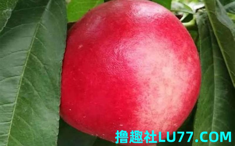 男人梦见大桃