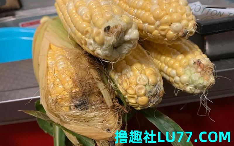 梦见玉米发了