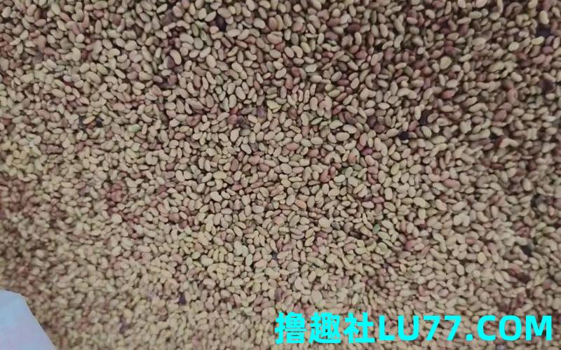 梦见苜蓿籽