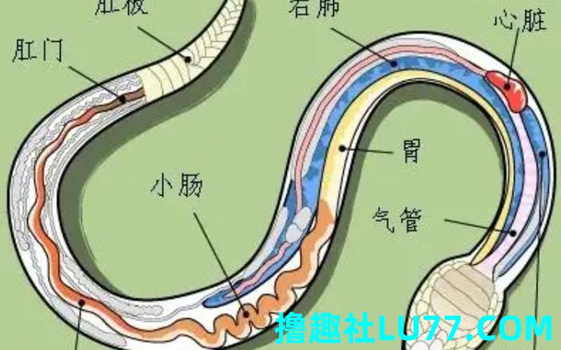 梦见蛇出肛门