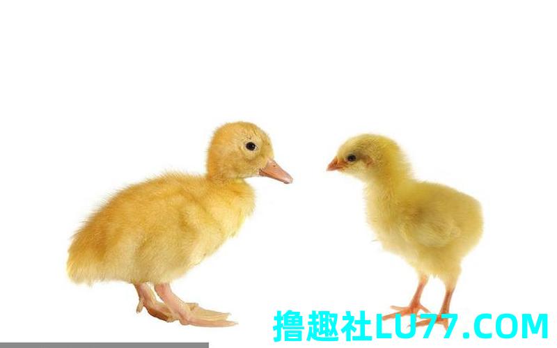 梦见鸡和鸭子 梦见鸡和鸭子
