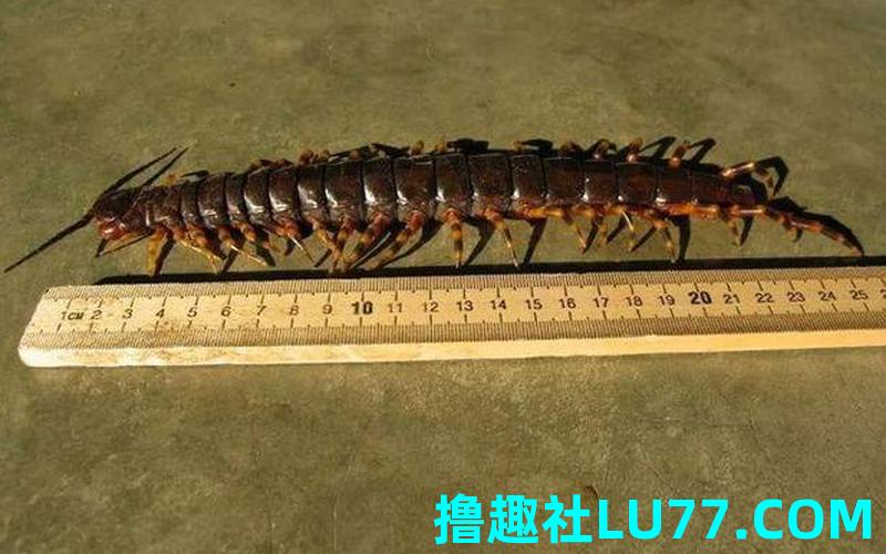 梦见大蜈蚣被打