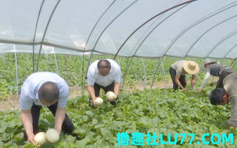 梦见结白瓜