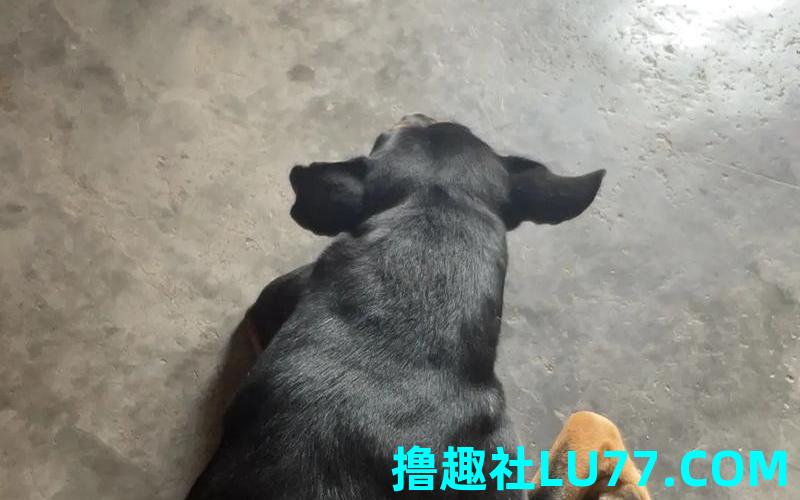 梦见被狗爬