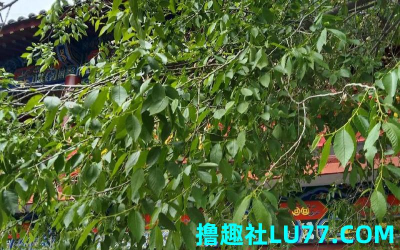 梦见榆树好吗 梦见榆树好吗