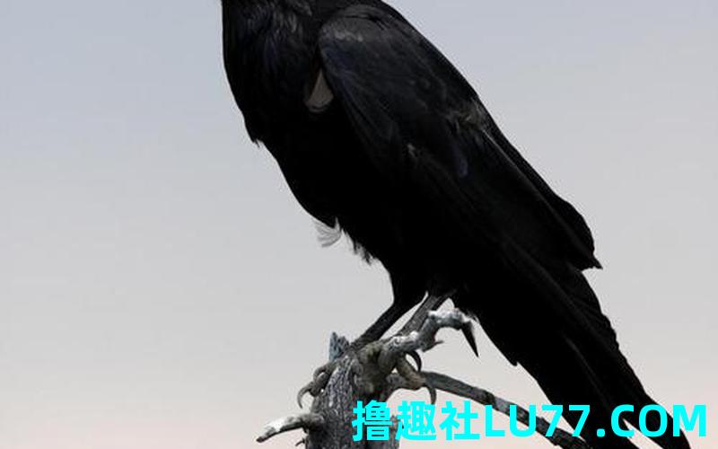 梦见无数乌鸦