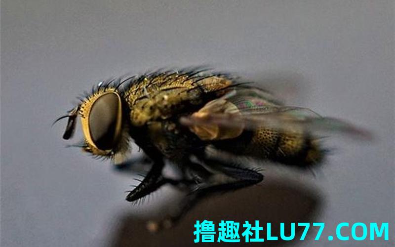 梦见昆 梦见昆