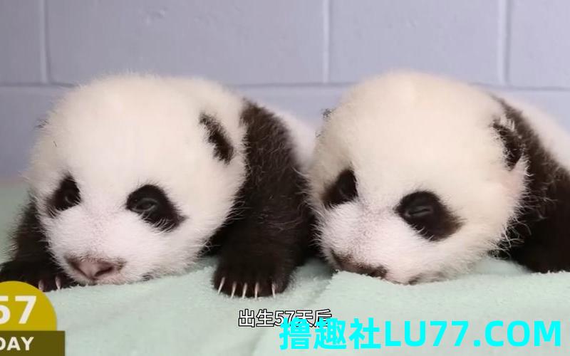 梦见自己的宝宝是熊猫
