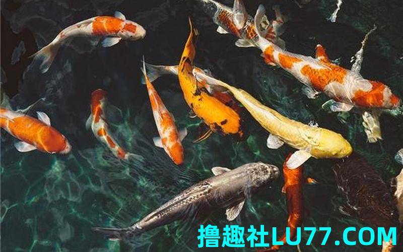 梦见鱼游来游去 梦见鱼游来游去