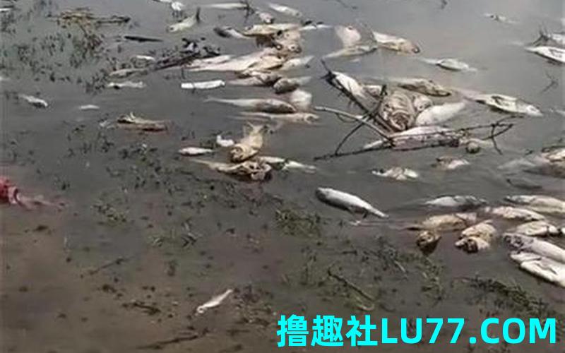 梦见鱼在水里死了
