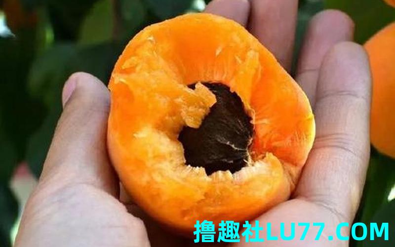 梦见大黄杏子 梦见大黄杏子