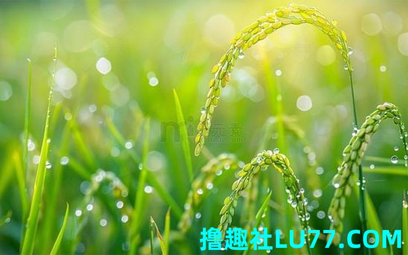 梦见雨后禾苗