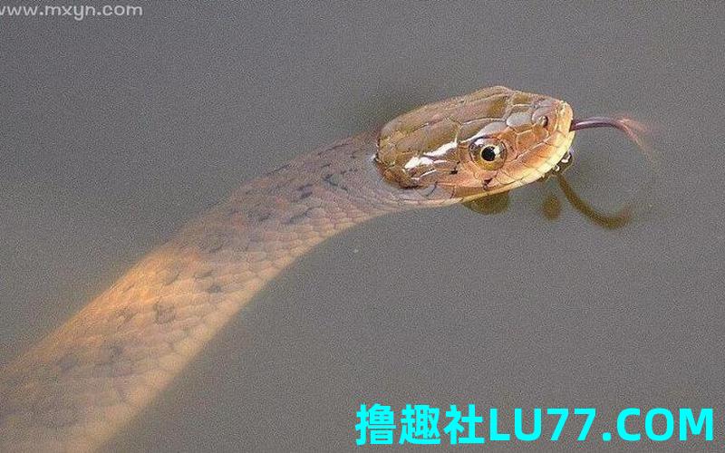 梦见水和好多蛇 梦见水和好多蛇