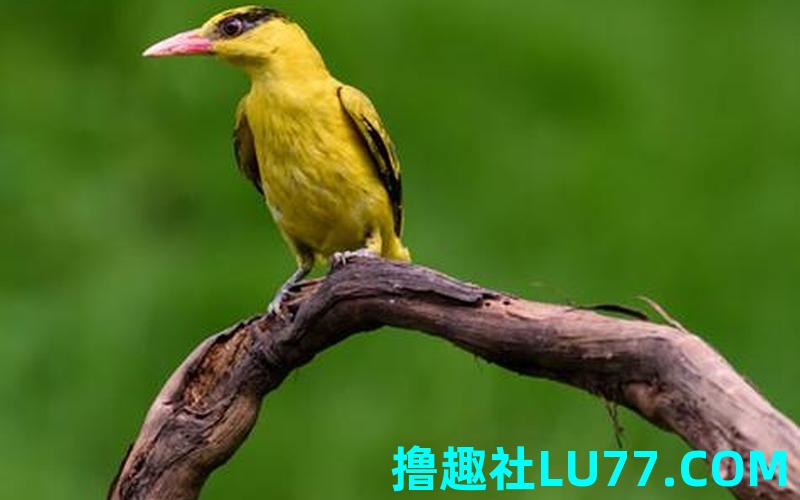 梦见抓到鸟是什么意思