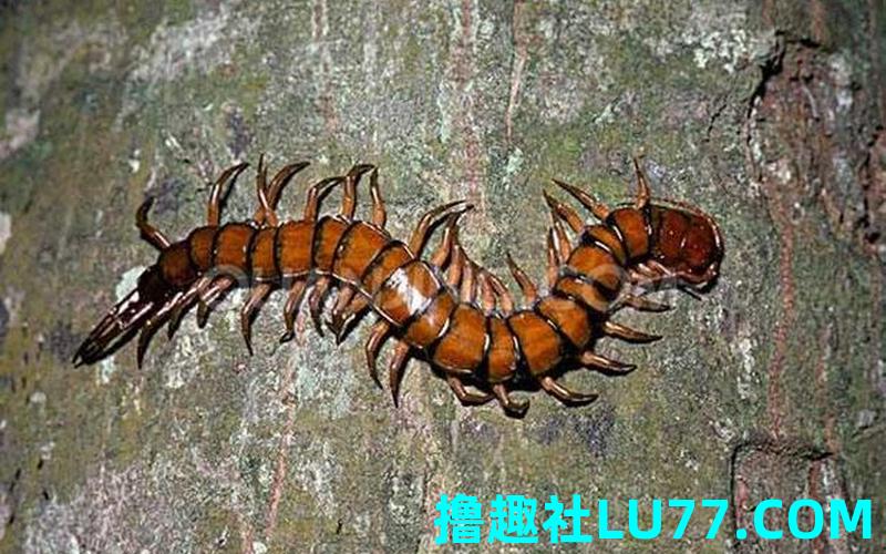 梦见追打蜈蚣 梦见追打蜈蚣