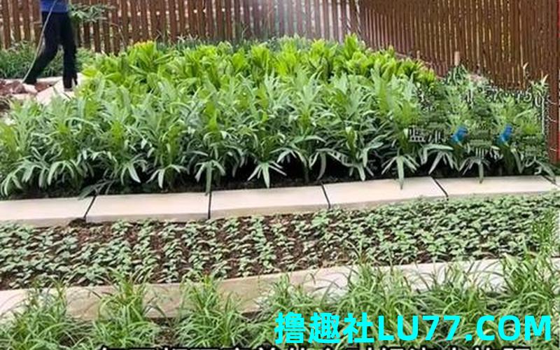 梦见别人浇菜园