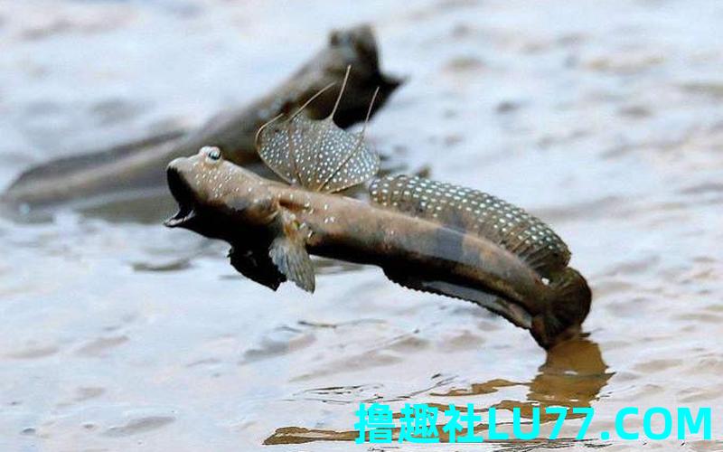 梦见打跳鱼