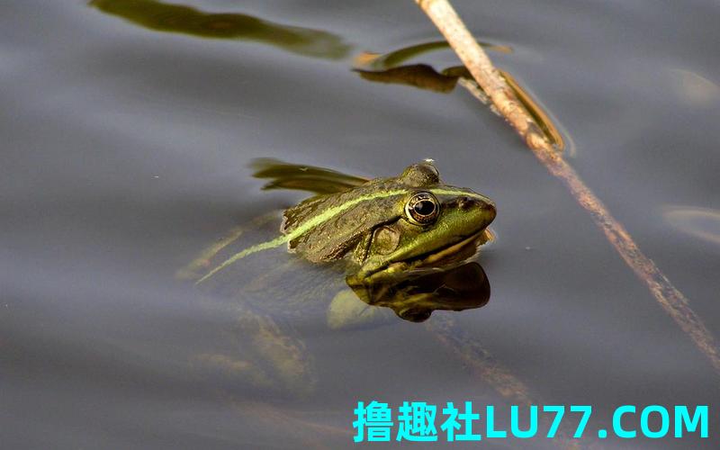 梦见青蛙在门口