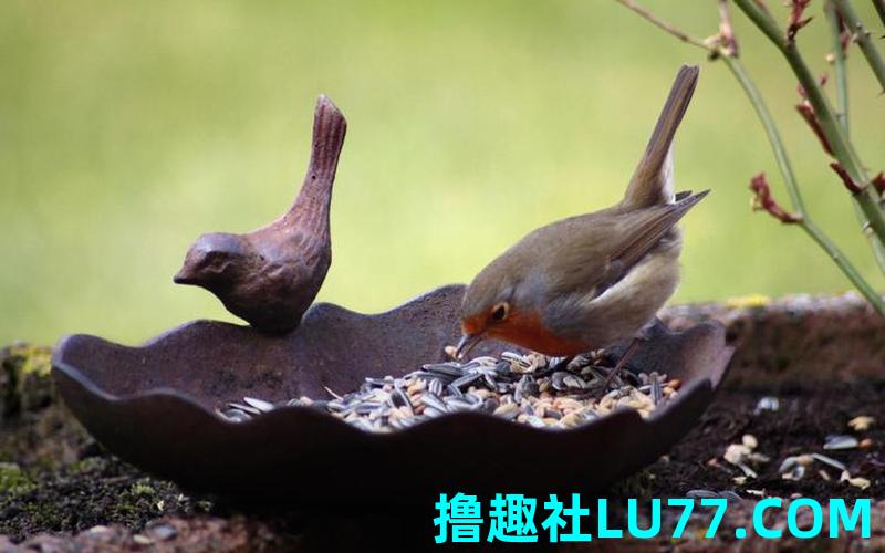 梦见鸟硺苹果