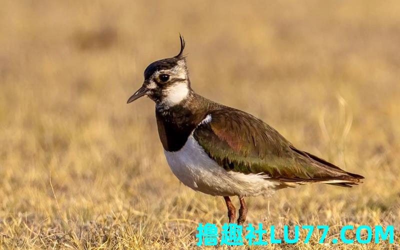 梦见禽 梦见禽