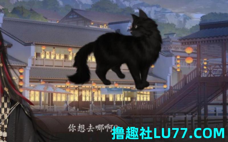 梦见黑猫护主