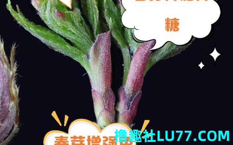 梦见春芽是什么意思