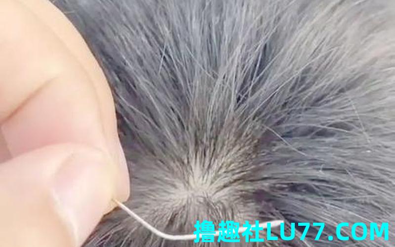 梦见自己头上长虱子蛋