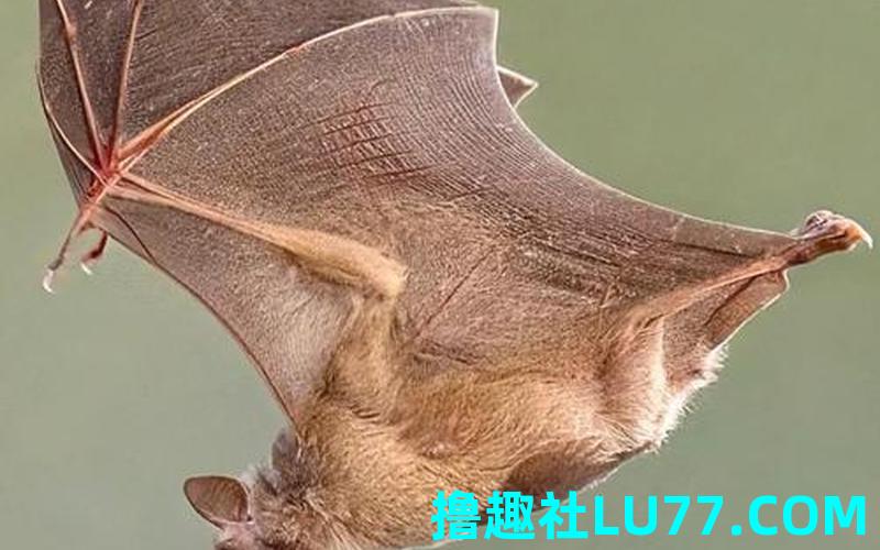 梦见很死翩蝠