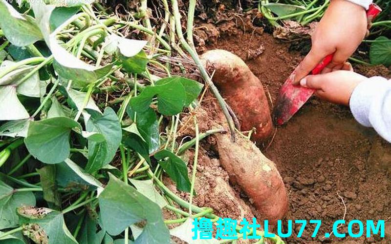 梦见做红薯